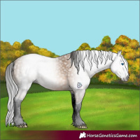 Horse Color:Gray Amber Champagne Splash