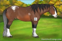 Horse Color:Bay Splash Appaloosa 