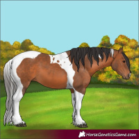 Horse Color:Bay Tobiano 