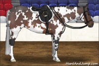 Horse Color:White Spotted Brown 