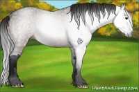 Horse Color:Gray Bay Roan Splash Rabicano 