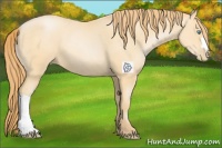 Horse Color:Buckskin Pearl 