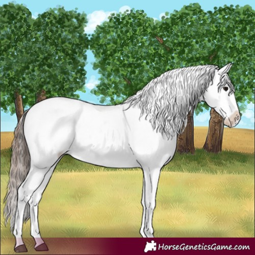 Horse Color:Black Appaloosa  and Black Splash Appaloosa 