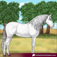 Horse Color:Black Appaloosa and Black Splash Appaloosa