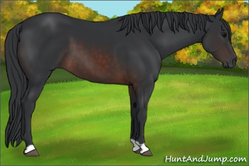 Horse Color:Brown 