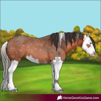 Horse Color:Bay Splash 