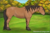 Horse Color:Bay Rabicano 