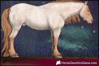 Horse Color:Gold Champagne Roan 