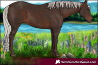 Horse Color:Silver Brown 