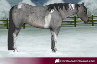 Horse Color:Blue Roan Tobiano 