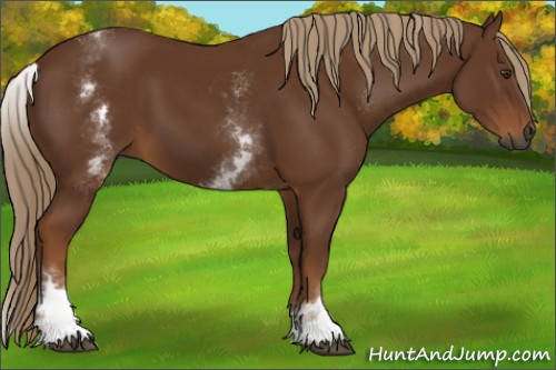 Horse Color:Gray White Spotted Chestnut Rabicano 