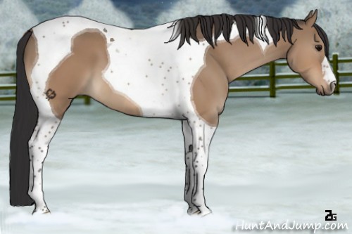 Horse Color:Bay Dun Tobiano 