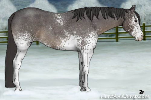 Horse Color:White Spotted Smoky Blue Roan 