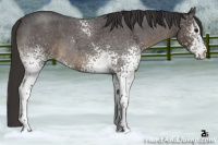 Horse Color:White Spotted Smoky Blue Roan 