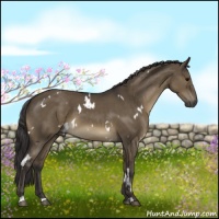Horse Color:White Spotted Smoky Grullo