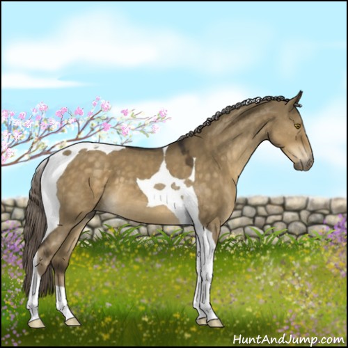 Horse Color:Chocolate Palomino Dun Tobiano 