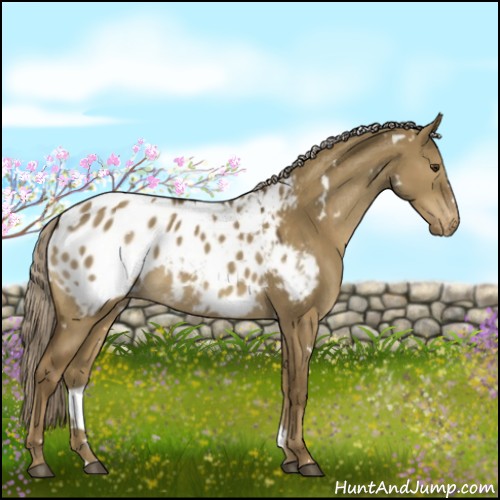 Horse Color:White Spotted Chocolate Palomino Dun Blanket