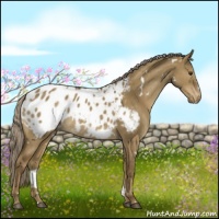 Horse Color:White Spotted Chocolate Palomino Dun Appaloosa 