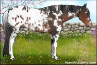 Horse Color:White Spotted Liver Chestnut Blanket Rabicano