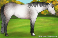 Horse Color:Gray Bay Roan 