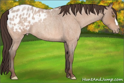Horse Color:Amber Champagne Roan Appaloosa 