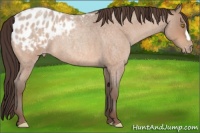 Horse Color:Amber Champagne Roan Appaloosa 