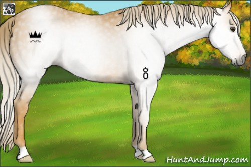 Horse Color:Gray Palomino