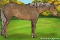 Horse Color:Chocolate Palomino 