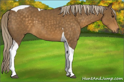Horse Color:Chocolate Palomino Tobiano 