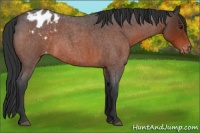 Horse Color:Brown Roan Appaloosa 