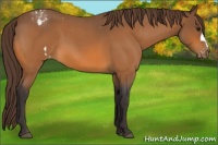 Horse Color:Buckskin Roan Appaloosa