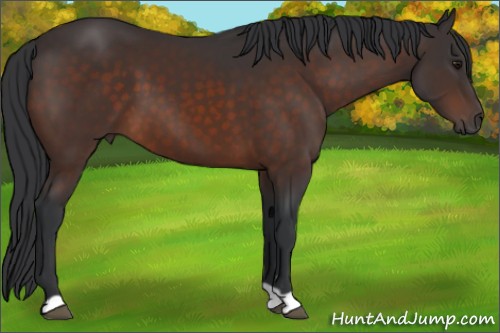 Horse Color:Brown 