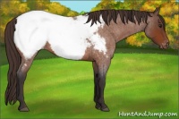 Horse Color:Buckskin Roan Appaloosa 