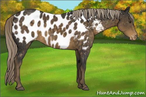 Horse Color:Chocolate Palomino Appaloosa