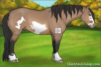 Horse Color:Bay Dun Frame 
