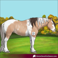 Horse Color:Amber Champagne Sabino Splash Tobiano Rabicano 