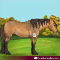 Horse Color:Buckskin 