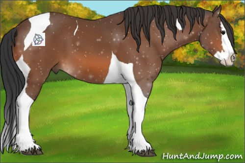 Horse Color:Bay Splash Tobiano 