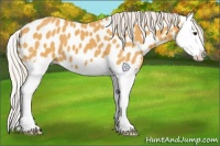 Horse Color:Silver Buckskin Splash Near Leopard