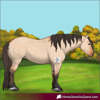 Horse Color:Bay Dun