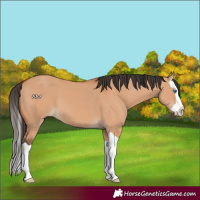 Horse Color:Bay Dun Splash 