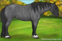 Horse Color:Blue Roan 