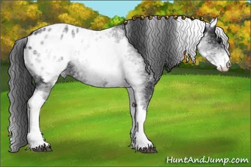 Horse Color:White Spotted Black Appaloosa 