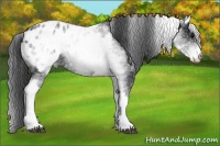 Horse Color:White Spotted Black Appaloosa 