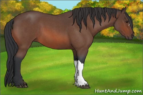 Horse Color:Brown Roan 
