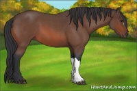 Horse Color:Brown Roan