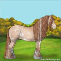 Horse Color:White Spotted Gold Champagne