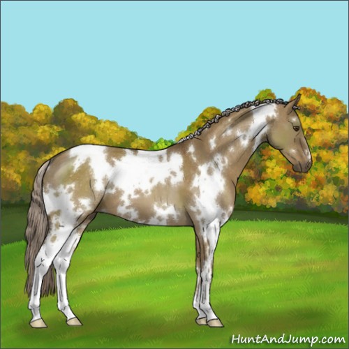Horse Color:White Spotted Chocolate Palomino Dun 