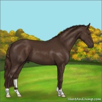 Horse Color:Liver Chestnut 