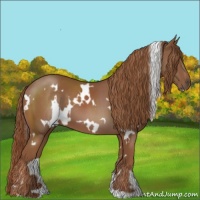 Horse Color:White Spotted Chestnut 